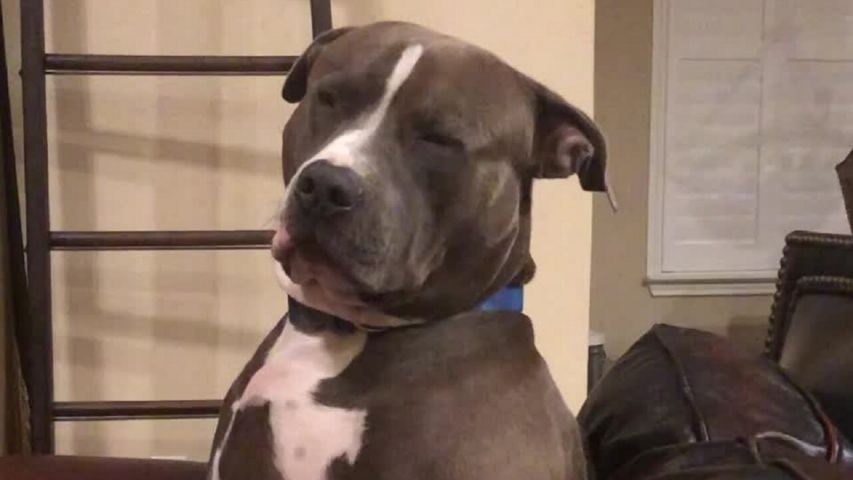 Video: Chú chó lờ đờ cố chống lại cơn buồn ngủ đang kéo sụp mi mắt